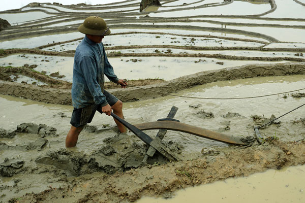 Lao Cai, terraced fields, Bat Xat District