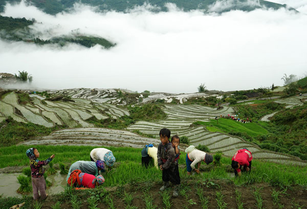 Lao Cai, terraced fields, Bat Xat District