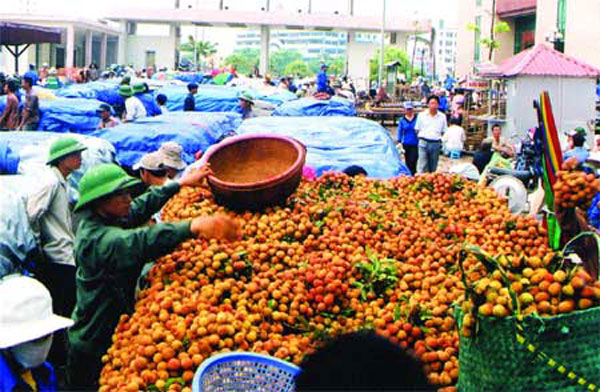 Vietnamese lychees, tourism potential, agricultural products