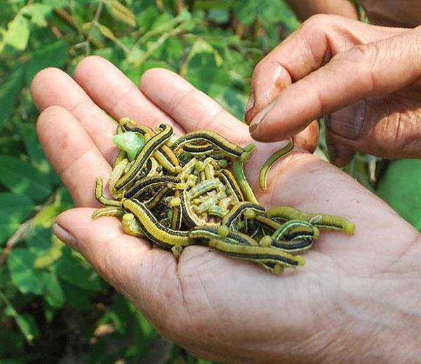 Quang Nam, Co Tu people, insect, pupal bees