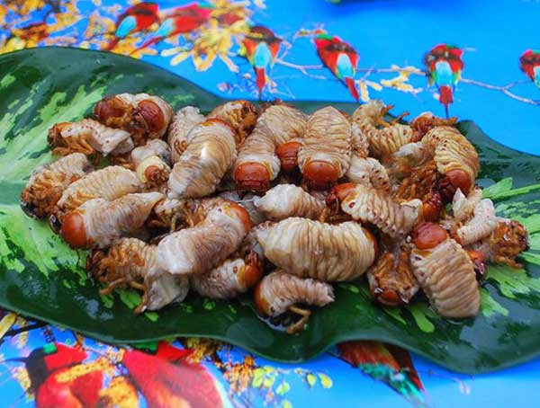 Quang Nam, Co Tu people, insect, pupal bees