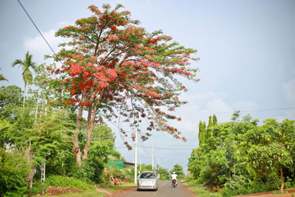 Romantic scenery, Ea Kao Lake, Buon Ma Thuot City