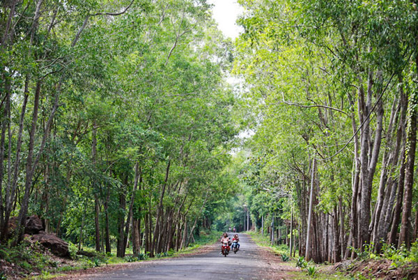 Romantic scenery, Ea Kao Lake, Buon Ma Thuot City