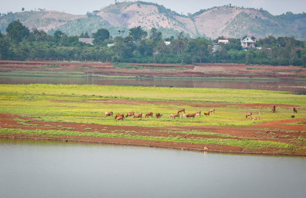 Romantic scenery, Ea Kao Lake, Buon Ma Thuot City