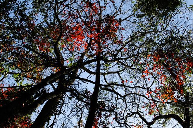 Conquer Pha Luang Mount – the roof of Moc Chau