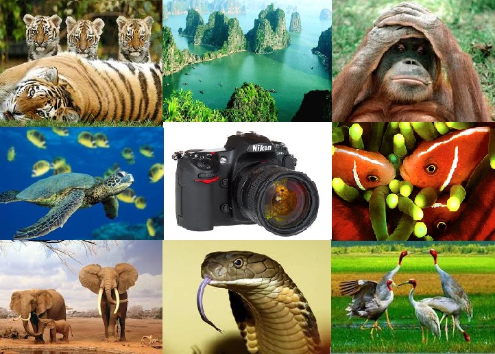 ASEAN photo contest zooms in on biodiversity