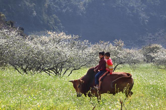 The Northwest vietnam in the sunshine