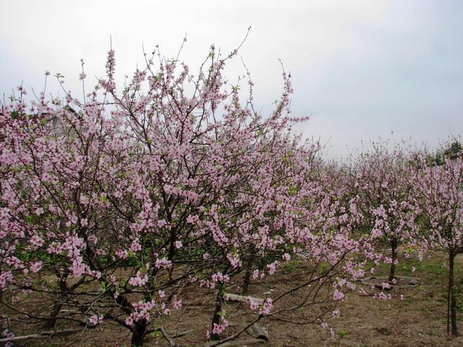 The beauty of peach flowers throughout Vietnam