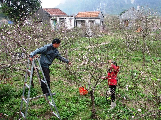 The beauty of peach flowers throughout Vietnam