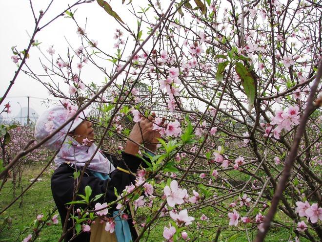 The beauty of peach flowers throughout Vietnam