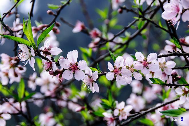 The beauty of peach flowers throughout Vietnam