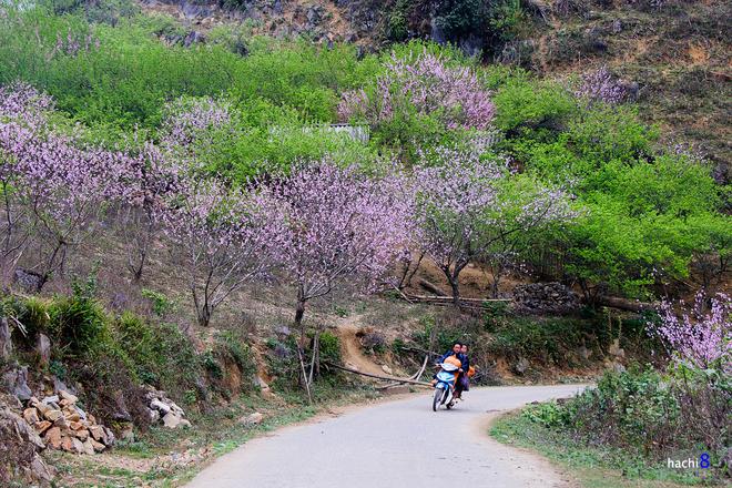 The beauty of peach flowers throughout Vietnam