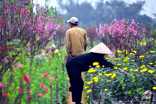 The beauty of peach flowers throughout Vietnam