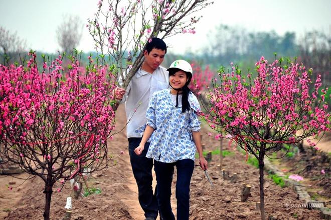 The beauty of peach flowers throughout Vietnam