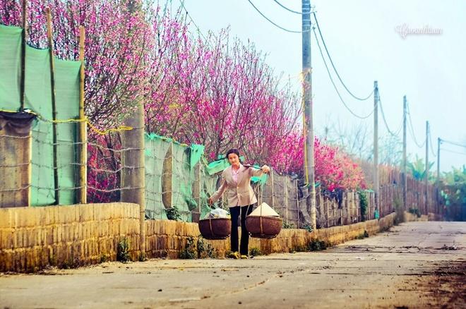 The beauty of peach flowers throughout Vietnam