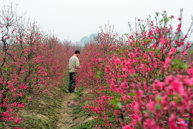 The beauty of peach flowers throughout Vietnam