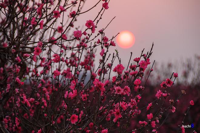 The beauty of peach flowers throughout Vietnam