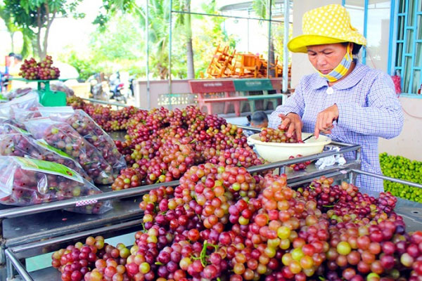 Ninh Thuan, vineyard, Ba Moi, Eurogap standards