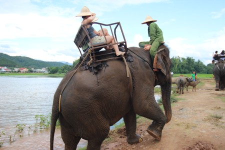 Overexploited, Dak Lak elephants are at risk, Don village