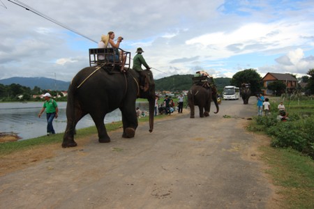 Overexploited, Dak Lak elephants are at risk, Don village