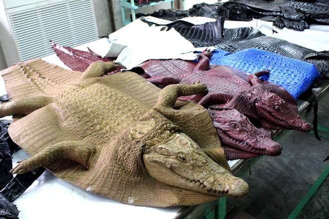 Vietnamese man skins, butchers 70kg crocodile after capturing it at his  farmland