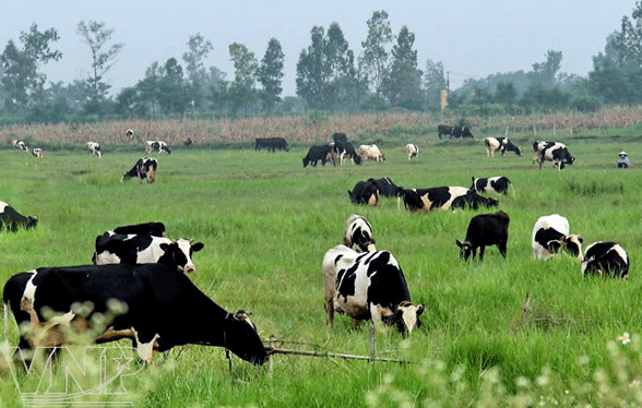 Vietnam, Vinamilk, milk cow, material development areas