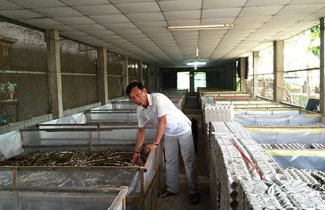 Breeding insects for export, a new industry for VN