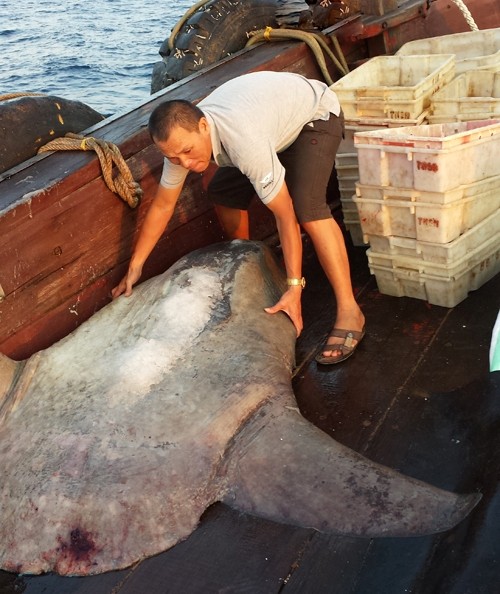 300-kg rare ocean sunfish caught off central Vietnam