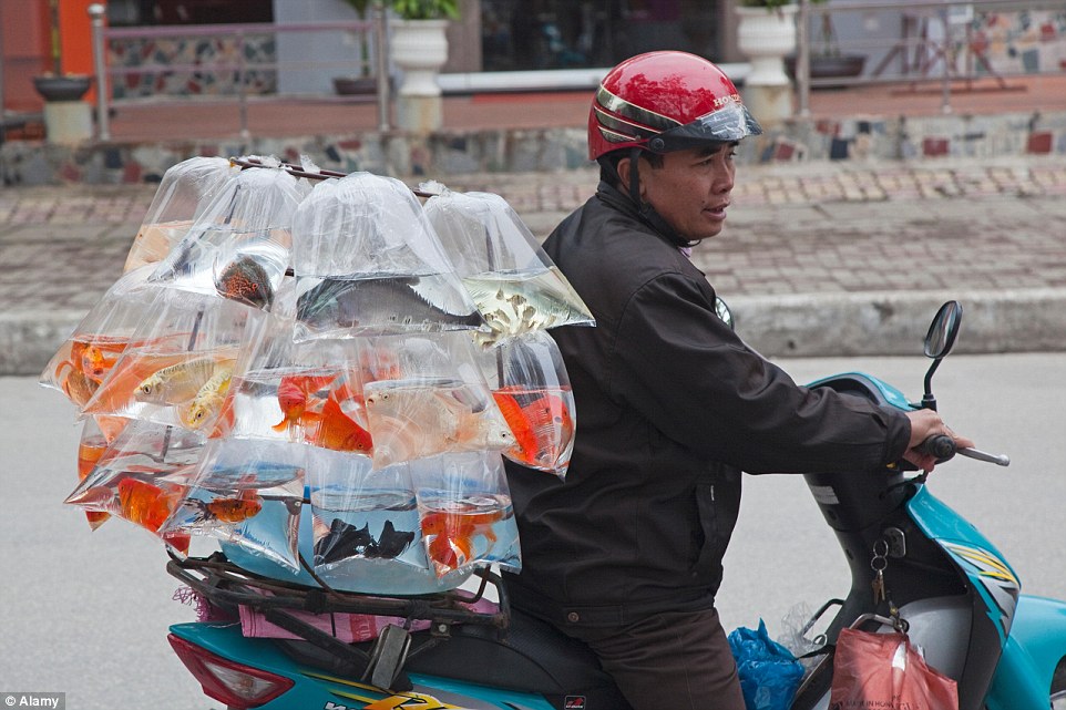 Unique VN vehicles through the lens of foreign photographers