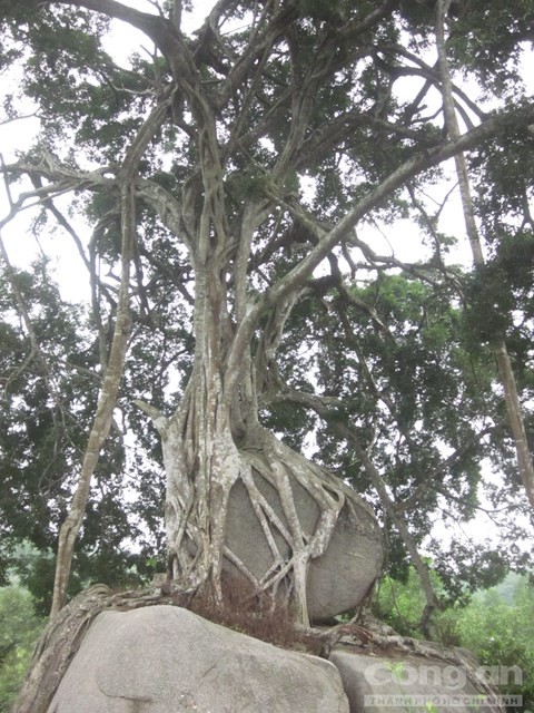 Thousand-year-old weeping fig becomes Vietnam’s heritage tree