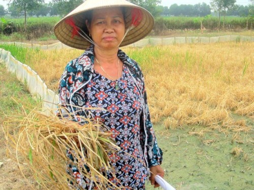 Vietnam, Hung Yen province, polluted water, irrigation