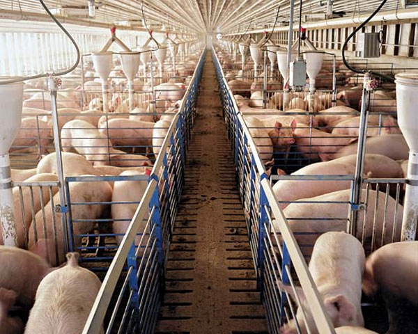 pig farmers, stimulate growth, produce lean meat, use banned stimulants