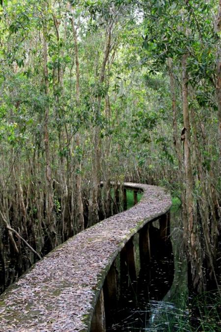 The longest path through the melaleuca forest of Vietnam, Tan Lap floating village