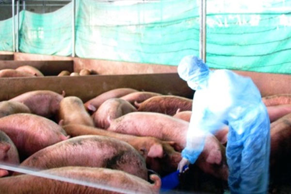 Animal breeding violations rise in Vietnam