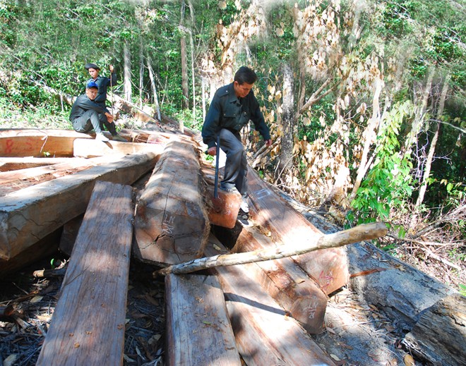 Central Highland forest is being destroyed, deforestration, forest in vietnam, environment in vietnam, news vietnam