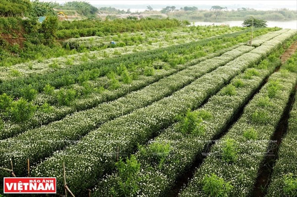 Oxeye Daisies, Hanoi, gardens, outskirts, Vietnam economy, Vietnamnet bridge, English news about Vietnam, Vietnam news, news about Vietnam, English news, Vietnamnet news, latest news on Vietnam, Vietnam