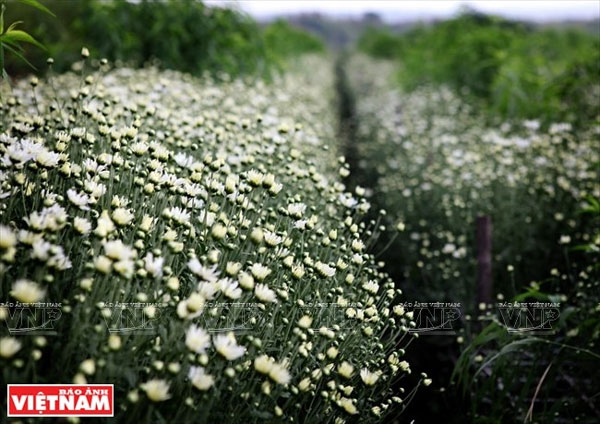 Oxeye Daisies, Hanoi, gardens, outskirts, Vietnam economy, Vietnamnet bridge, English news about Vietnam, Vietnam news, news about Vietnam, English news, Vietnamnet news, latest news on Vietnam, Vietnam