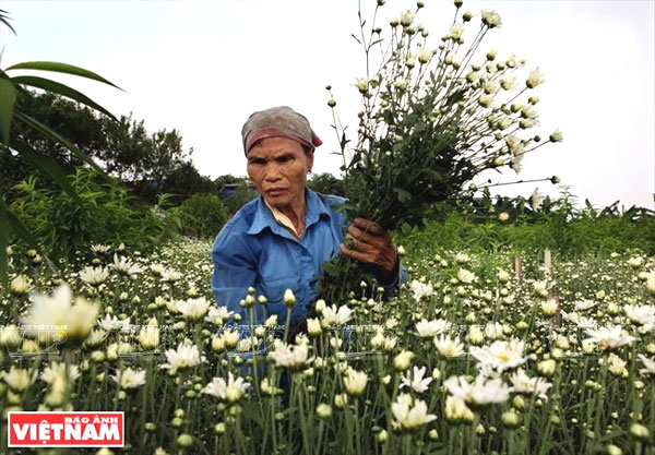 Oxeye Daisies, Hanoi, gardens, outskirts, Vietnam economy, Vietnamnet bridge, English news about Vietnam, Vietnam news, news about Vietnam, English news, Vietnamnet news, latest news on Vietnam, Vietnam