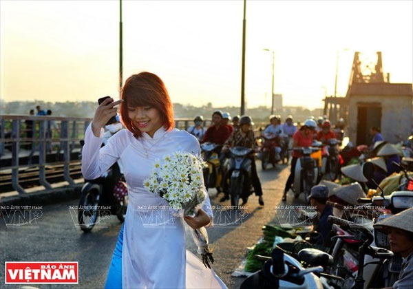 Oxeye Daisies, Hanoi, gardens, outskirts, Vietnam economy, Vietnamnet bridge, English news about Vietnam, Vietnam news, news about Vietnam, English news, Vietnamnet news, latest news on Vietnam, Vietnam