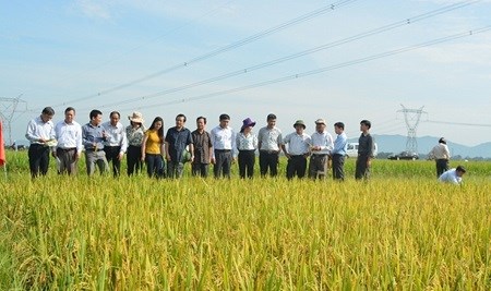 Japan, Vietnam develop new rice resistant to disease, bugs, new rice variety, vietnam rice, vietnamese rice, vietnam export rice, vietnam news
