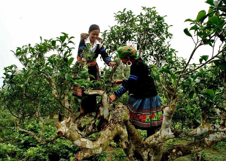 Vietnam’s unique ancient Shan Tuyet tea forest in pictures, shan tuyet tea, ha giang tea, vietnam tea, vietnamnet bridge, english news, Vietnam news, news Vietnam, vietnamnet news, Vietnam net news, Vietnam latest news, Vietnam breaking news