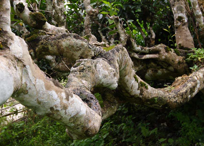 Vietnam’s unique ancient Shan Tuyet tea forest in pictures, shan tuyet tea, ha giang tea, vietnam tea, vietnamnet bridge, english news, Vietnam news, news Vietnam, vietnamnet news, Vietnam net news, Vietnam latest news, Vietnam breaking news