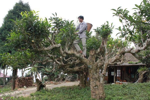 Vietnam’s unique ancient Shan Tuyet tea forest in pictures, shan tuyet tea, ha giang tea, vietnam tea, vietnamnet bridge, english news, Vietnam news, news Vietnam, vietnamnet news, Vietnam net news, Vietnam latest news, Vietnam breaking news