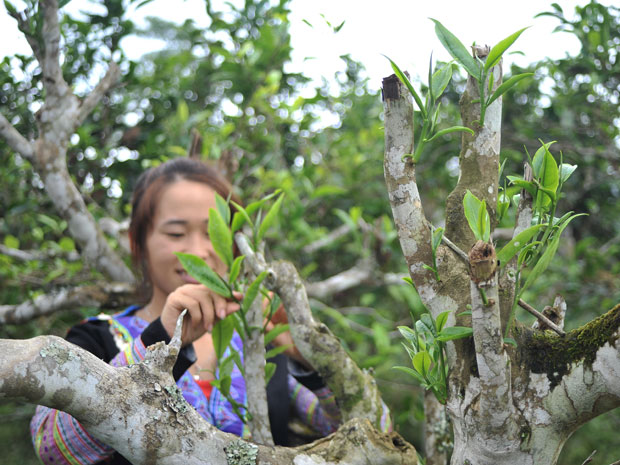 Vietnam’s unique ancient Shan Tuyet tea forest in pictures, shan tuyet tea, ha giang tea, vietnam tea, vietnamnet bridge, english news, Vietnam news, news Vietnam, vietnamnet news, Vietnam net news, Vietnam latest news, Vietnam breaking news