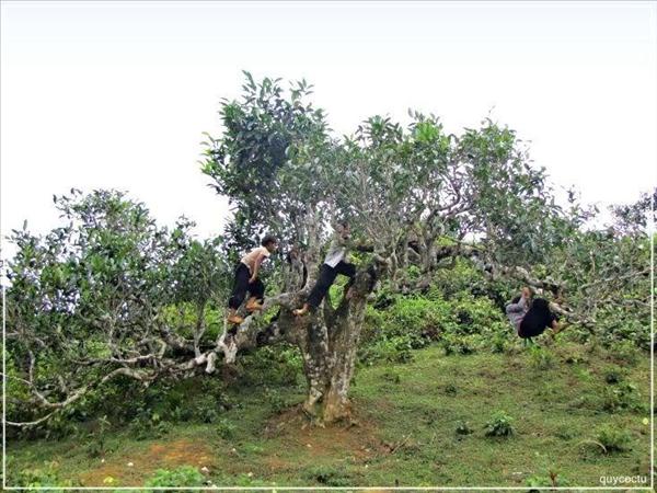 Vietnam’s unique ancient Shan Tuyet tea forest in pictures, shan tuyet tea, ha giang tea, vietnam tea, vietnamnet bridge, english news, Vietnam news, news Vietnam, vietnamnet news, Vietnam net news, Vietnam latest news, Vietnam breaking news