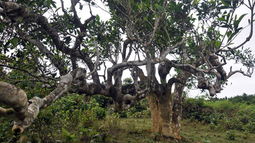 Vietnam’s unique ancient Shan Tuyet tea forest in pictures, shan tuyet tea, ha giang tea, vietnam tea, vietnamnet bridge, english news, Vietnam news, news Vietnam, vietnamnet news, Vietnam net news, Vietnam latest news, Vietnam breaking news