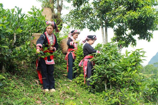 Vietnam’s unique ancient Shan Tuyet tea forest in pictures, shan tuyet tea, ha giang tea, vietnam tea, vietnamnet bridge, english news, Vietnam news, news Vietnam, vietnamnet news, Vietnam net news, Vietnam latest news, Vietnam breaking news