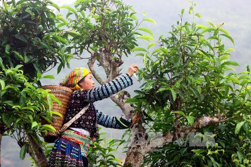 Vietnam’s unique ancient Shan Tuyet tea forest in pictures, shan tuyet tea, ha giang tea, vietnam tea, vietnamnet bridge, english news, Vietnam news, news Vietnam, vietnamnet news, Vietnam net news, Vietnam latest news, Vietnam breaking news