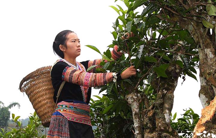 Vietnam’s unique ancient Shan Tuyet tea forest in pictures, shan tuyet tea, ha giang tea, vietnam tea, vietnamnet bridge, english news, Vietnam news, news Vietnam, vietnamnet news, Vietnam net news, Vietnam latest news, Vietnam breaking news