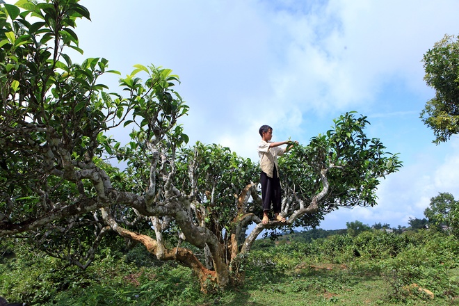 Vietnam’s unique ancient Shan Tuyet tea forest in pictures, shan tuyet tea, ha giang tea, vietnam tea, vietnamnet bridge, english news, Vietnam news, news Vietnam, vietnamnet news, Vietnam net news, Vietnam latest news, Vietnam breaking news